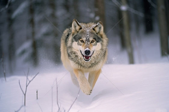 冬天捕猎中的狼图片