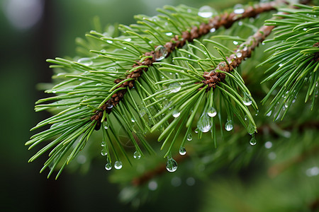 雨后针叶图片