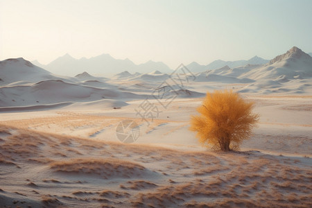 荒凉的沙丘图片