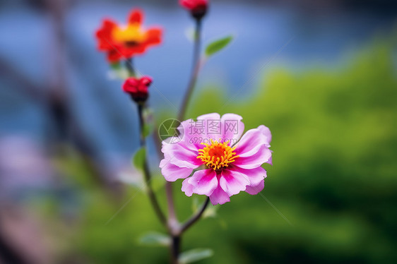 春天盛开的花朵图片