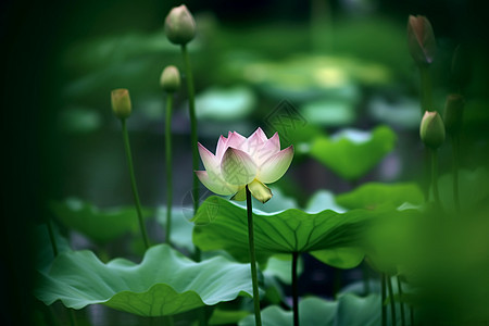 夏季盛开的水芙蓉背景图片