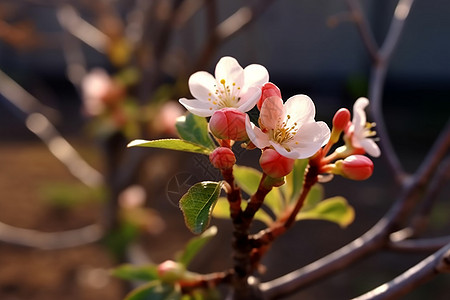 粉色的嫩芽开花的苹果树背景