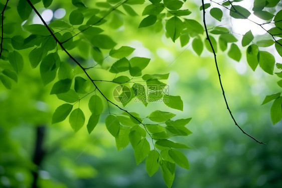 夏季的树叶图片