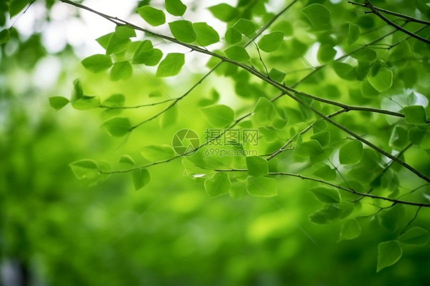茂盛的绿叶图片