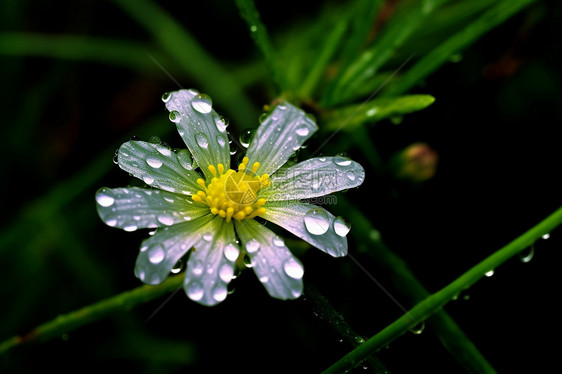 花朵上的露水图片