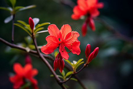 红色的杜鹃花背景图片