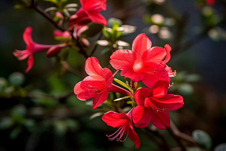 火红的杜鹃花图片