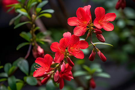 美丽的杜鹃花图片