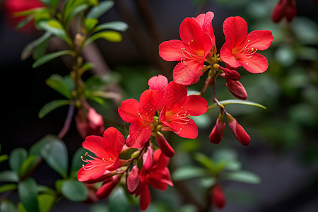 美丽的杜鹃花图片