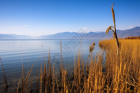 秋天的湖泊背景图片