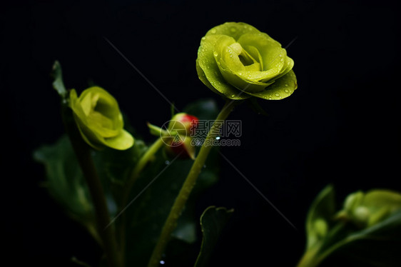 黄绿色的花朵图片