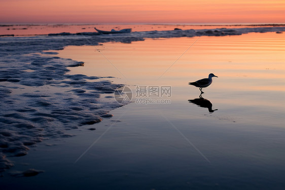 海面的水鸟图片