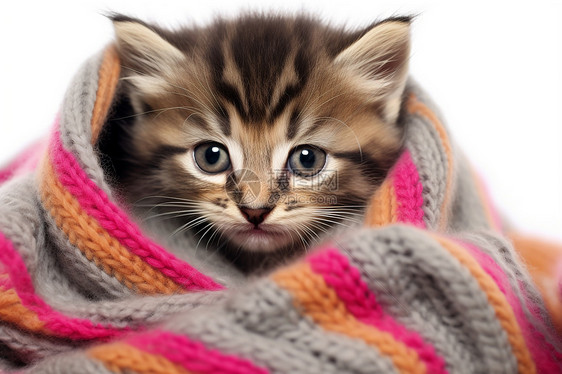 围巾里的小猫咪图片