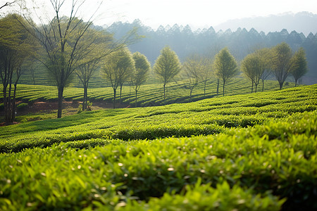 茂盛的茶园图片