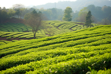 茶作物绿色的茶园背景