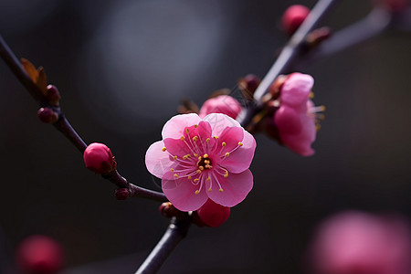 粉红色的梅花背景图片