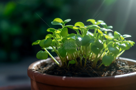 发芽的植物图片