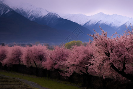 桃花林桃花景观图片