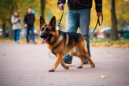 牧羊犬与他的主人图片