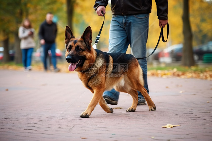 牧羊犬与他的主人图片