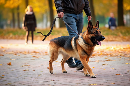 德国牧羊犬与主人散步背景