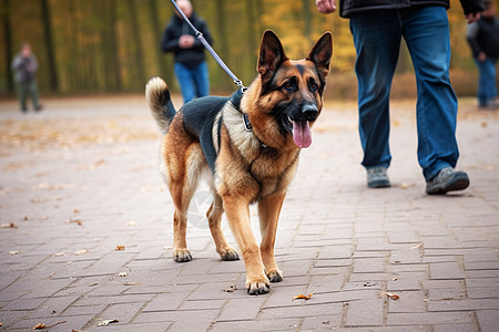 德国牧羊犬图片