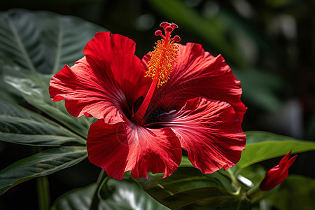 红色的芙蓉图片