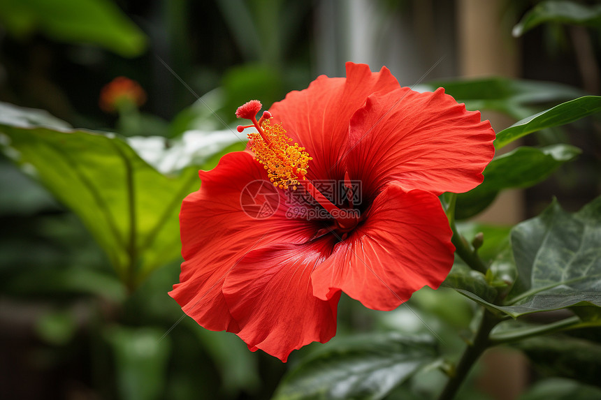 热带的红色芙蓉特写图片