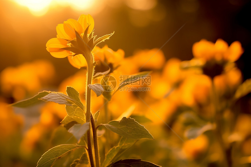 秋天金黄色的花朵图片