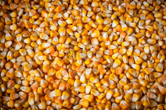 收获的玉米粒图片