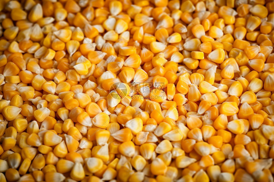 金色的玉米粒图片