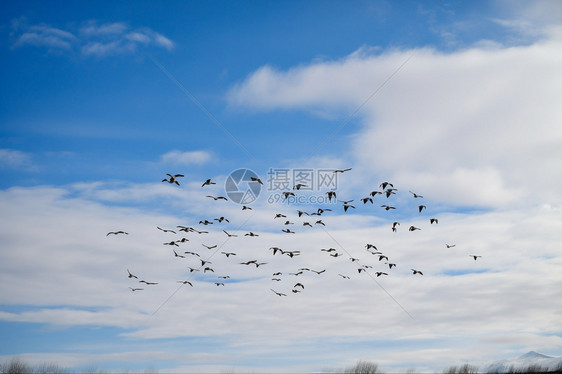 大自然迁徙的鸟图片