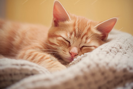 一只熟睡的猫图片