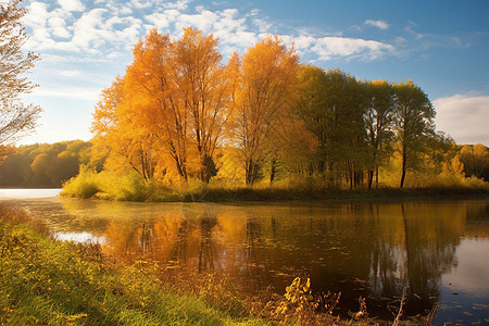 秋季湖边黄色的植物图片
