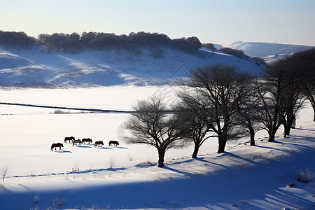 寒冷冬季雪地上的马群图片