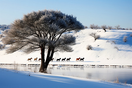 冬天河边的风景图片