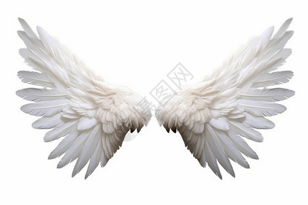 白色的动物羽毛翅膀图片