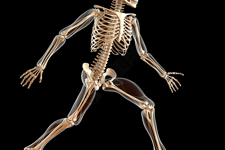 肌肉骨骼系统背景图片