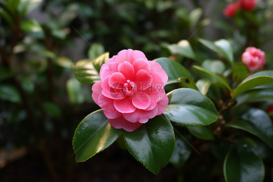 美丽的植物山茶花图片