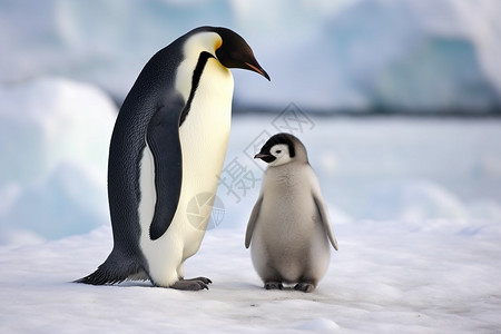 南极可爱的动物企鹅图片