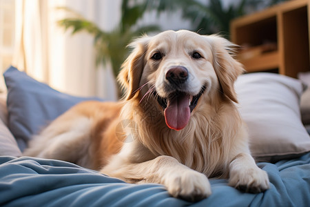 吐着舌头的宠物犬图片