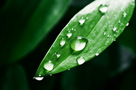 被雨淋湿被雨水淋湿的叶子背景