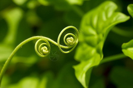 绿色藤类植物背景图片