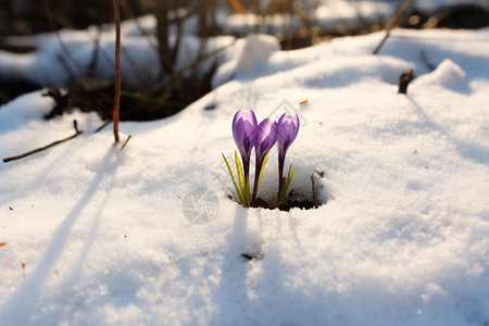 冬季森林中的雪莲花图片