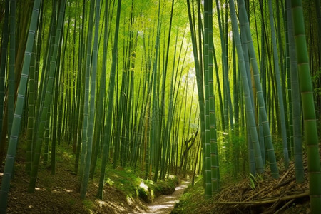 竹林中高耸的竹子图片