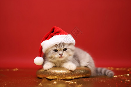 带圣诞帽的小猫咪图片