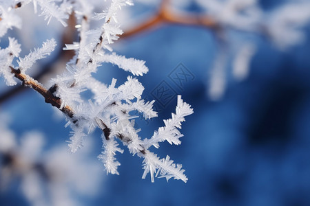 下雪冬天的树枝背景