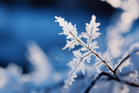 冬天的雪花图片