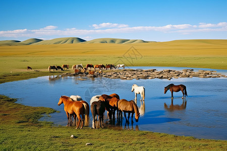 户外夏令营内蒙古放牧的自然景观背景