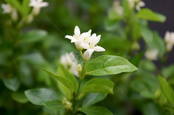 花园中盛开的茉莉花图片